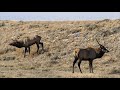 Calling Two Bull Elk to our TRUCK!