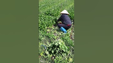 Cách thu hoạch cải ngọt