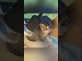 【奇跡の救出】夜の道路で震える赤ちゃん猫。自ら助けを求めて駆け寄ってきた小さな命に涙…