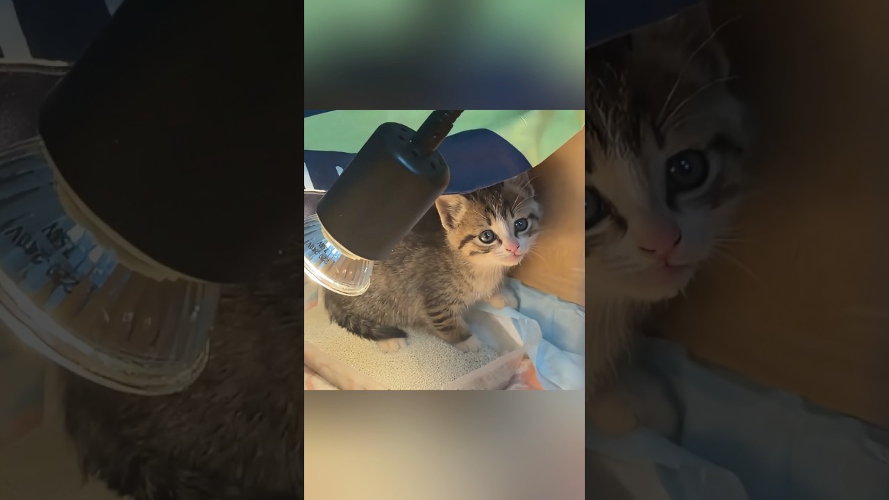 【奇跡の救出】夜の道路で震える赤ちゃん猫。自ら助けを求めて駆け寄ってきた小さな命に涙…