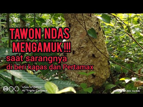 Video: Sarang Lebah Menghadap Klyazma