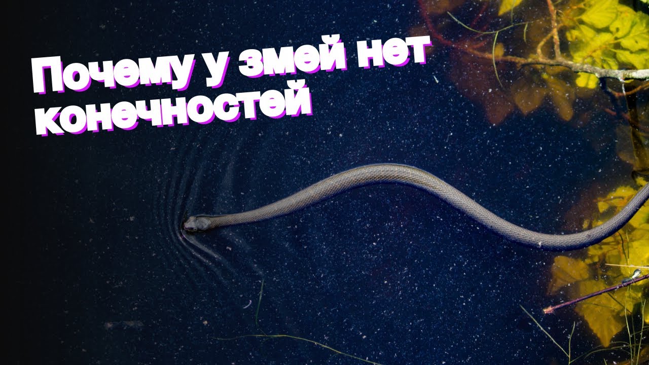 Почему у змей нет конечностей