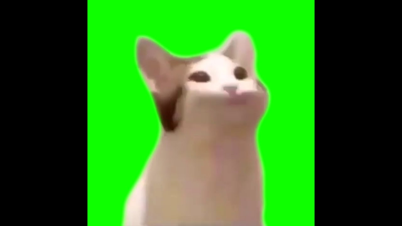 Cat Mouth Popping Noise Meme | Green Screen - YouTube