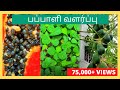 பப்பாளிச்செடி வளர்ப்பது எப்படி? How to grow Papaya tree from seed in Tamil?