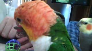 Caique gets possessive with her plastic toy