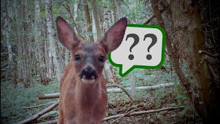 Roe Deer Fawn Call - What Sound Does A Baby Roe Deer Make? screenshot 3