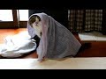 ヴェールに包まれたねこ- Maru is hidden in a veil.-