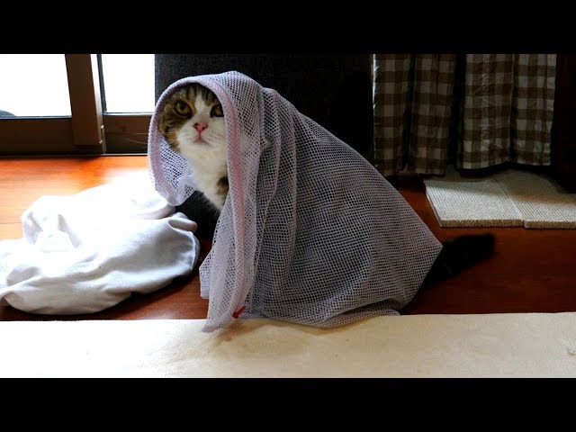 ヴェールに包まれたねこ- Maru is hidden in a veil.-