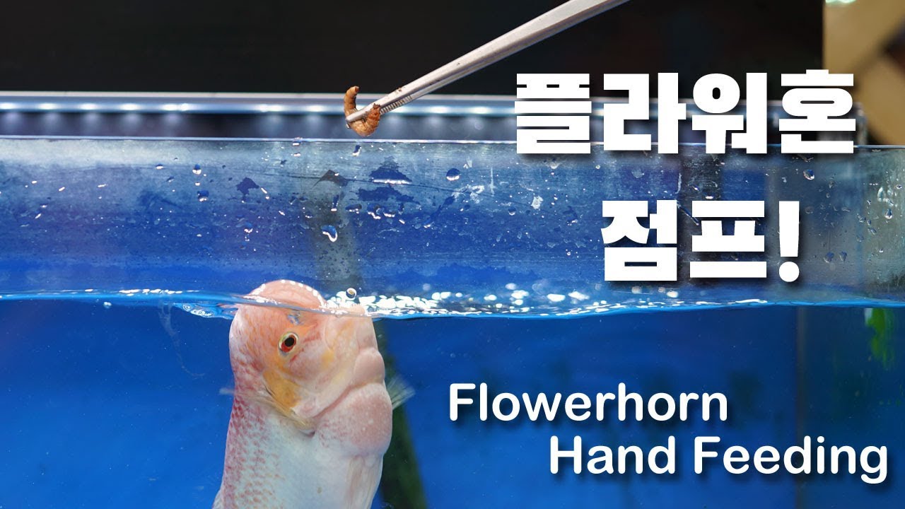 박수홍물고기 플라워혼 밥주기 - YouTube