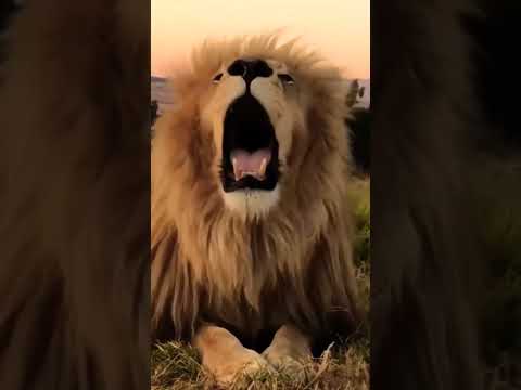 صوت الأسد زئير الأسد