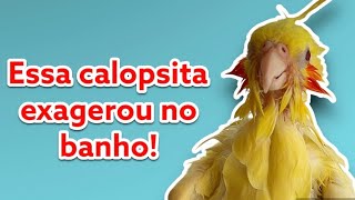 Essa calopsita exagerou no banho!🤭💦 by Vanessa's Cockatiels 2,214 views 9 months ago 1 minute, 12 seconds