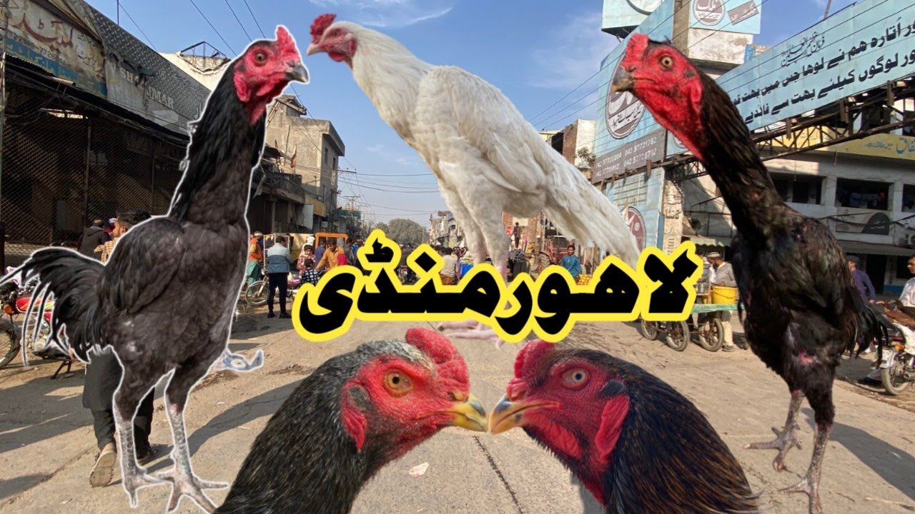 Sunday Aseel Murgh Mandi Larri Ada Lahore||PAPER WHITE HEERA SHAMO|| 