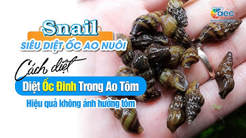 Hướng Dẫn Diệt Ốc Đinh Trong Ao Tôm Bằng SNAIL Không Gây Hại Tôm ‣ Au My AEC