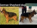 Dog kennel  panjab dog kennel  german shepherd kennel  7508699511