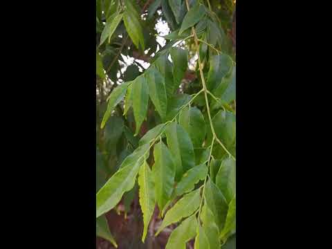 וִידֵאוֹ: איך לגדל koelreuteria paniculata מזרע?