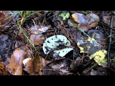 съедобные грибы - сыроежка зеленая