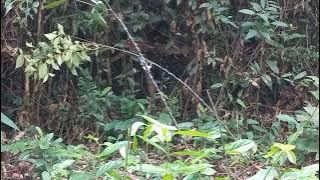 mikat burung prenjak coki bikin deg degan burungnya pecicilan