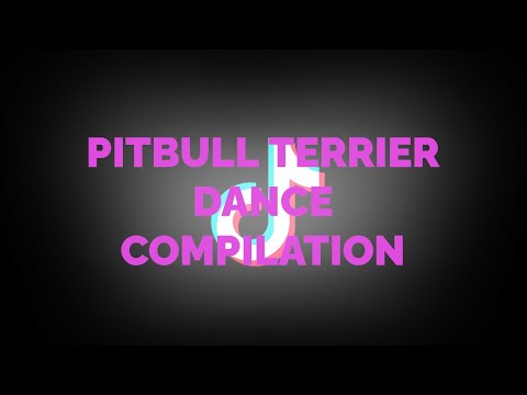 2025 Trending Dance Pitbull Terrier Dance Compilation