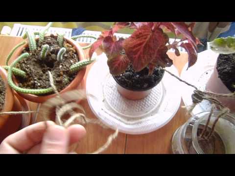 Video: Cultivarea Plantelor Pe Balcon