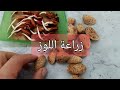 تعلم أفضل طريقة لزراعة اللوز في المنزل.. جزء 1 Learn the best way to grow almonds at   home part 1