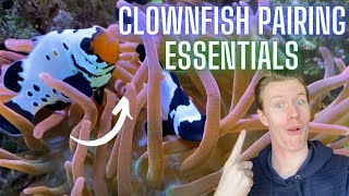Clownfish Pairing - The Ultimate Guide to Pairing Your Clownfish for Life