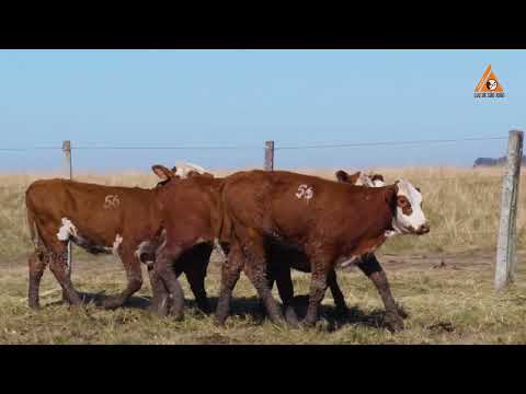 LOTE 56 TAT 3280, 3288, 3319, 3320 Braford