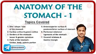 Anatomy Of The Stomach ( Part 1) : Shape, Parts, Borders, Surfacres, peritoneal & visceral relations