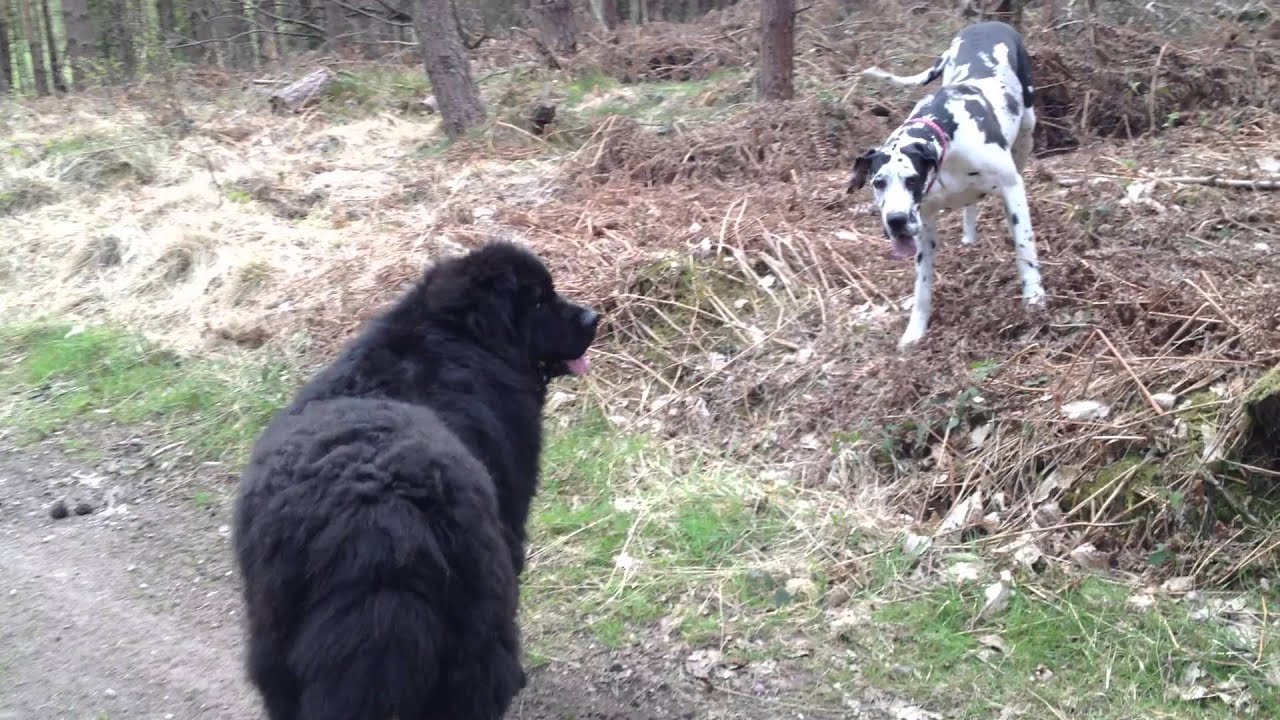 great dane and newfoundland mix