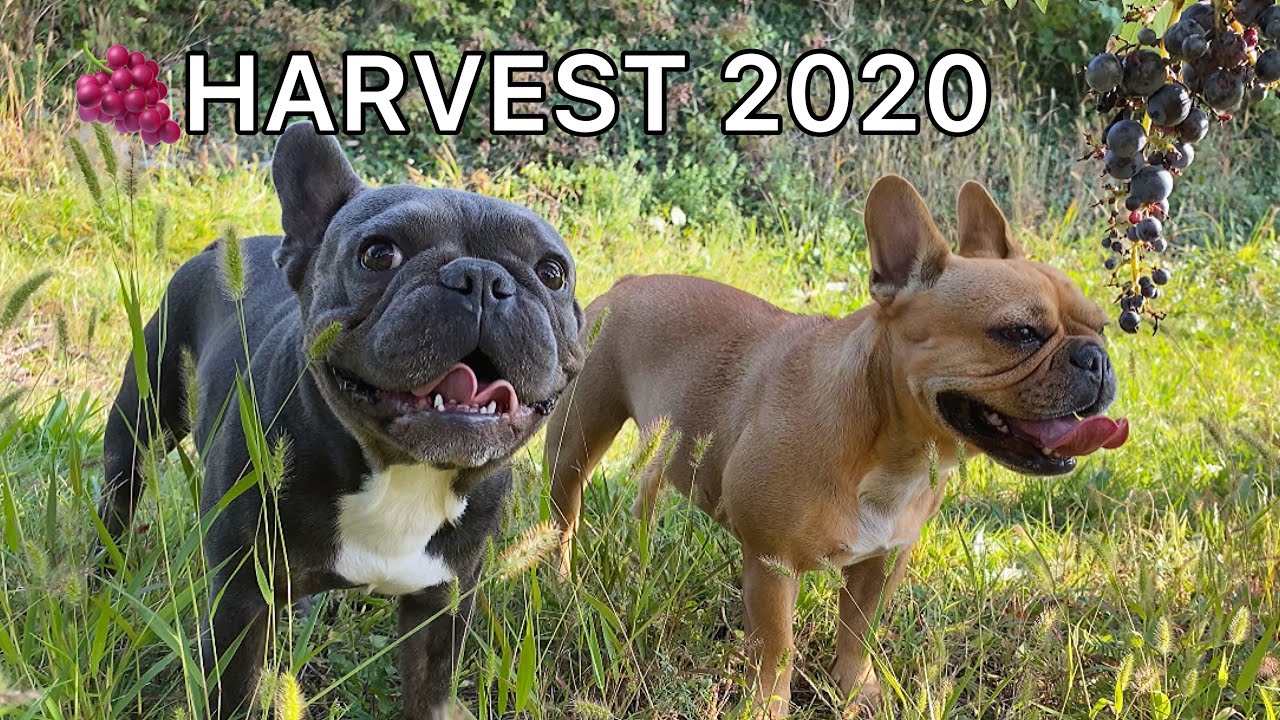 Dogs enjoying Wine Harvest
