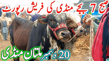 Today New Multan Cow Mandi Latest Update | Sahiwal Cholistani Bachre | Cow Mandi 2025 | Multan Mand🔥