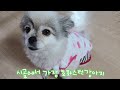 시골동네 최고 호화스런 강아지  #시골강아지  #버섯농장 #반려견 #강아지 #funny #dog #puppy  #cutepuppy #짧은영상 #시골개 #강아지입양