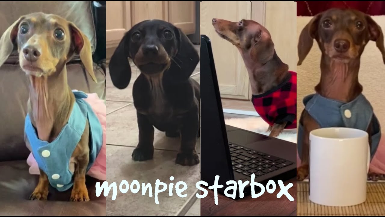 Chapter 8: Moonpie Starbox Tik Tok Compilation - YouTube