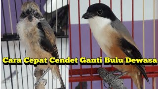 Cara Agar Cendet Cepat Ganti Bulu Dewasa
