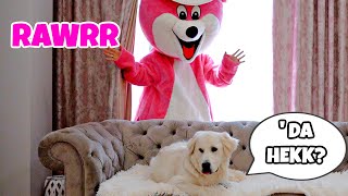 Pranking My Dog With Giant Bear Costume AGAIN