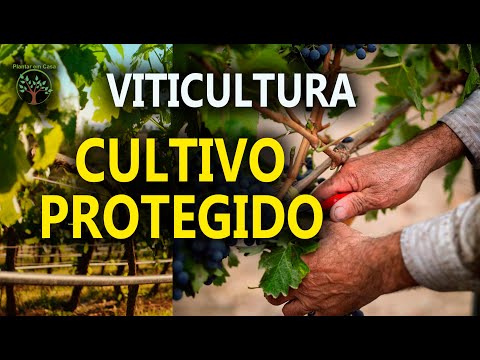 Cultivo Protegido de Videiras em Regiões de Clima Temperado