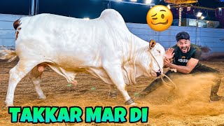 ITNY KHATRNAAK JANWAR NE TAKKAR MAR DI??| QURBANI VLOG | BAKRA EID 2023|