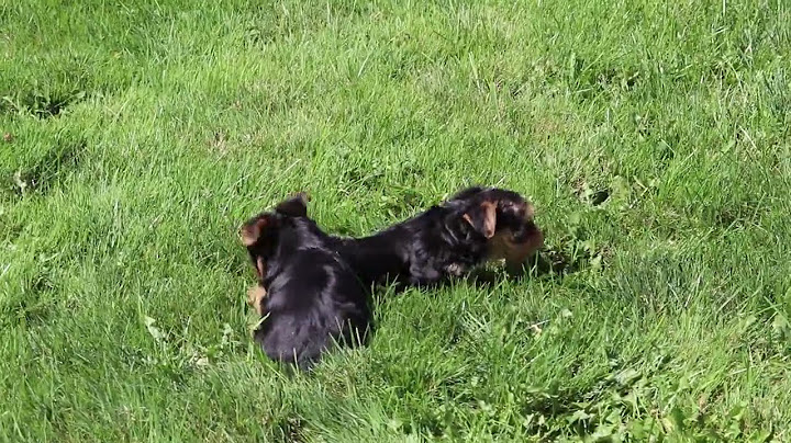 Yorkie puppies for sale in augusta ga