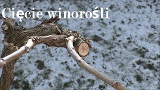 Ostre cięcie Winorośli w celu uzyskania wysokiej jakości owoców / how to cut vine