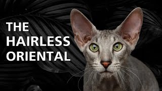 Peterbald Cat 101 - Learn ALL About Them! by Cat Nation 3,430 views 1 year ago 10 minutes, 7 seconds