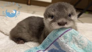 Bitten by a Baby Otter