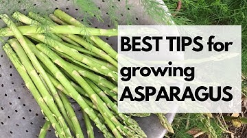 BEST TIPS for GROWING ASPARAGUS - How to grow asparagus