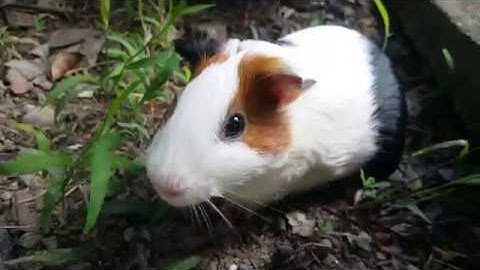 (Video 4K) Chuột Lang (Bọ Ụt) Đi Chơi | Guinea Pig Go Out