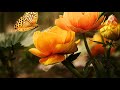 Relaxing sleep music  deep sleeping music  stress relief  meditation music  gm reiaxing music 