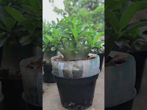 Video: Is Desert Rose 'n vetplant?