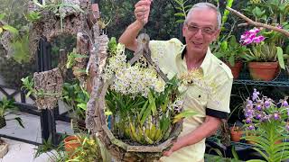 How I Care For My Dendrobium Lowana Nioka Den Antennatum X Den Canaliculatum 