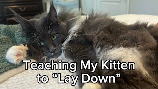 Teaching My Cat How to “Lay” on Command by The Lexi Bunch 986 views 1 month ago 1 minute, 11 seconds
