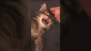 Kitten meows when he wakes up