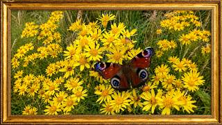 Yellow flowers and a butterfly 4K HD 2hrs