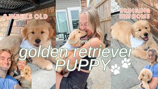 WE GOT A PUPPY!! | bringing home our 8 week old Golden Retriever puppy