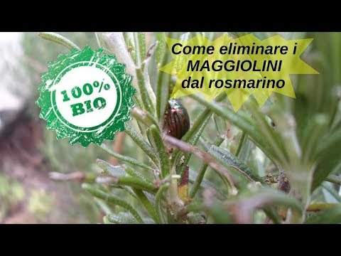 Video: Cosa ucciderà i coleotteri dermestidi?